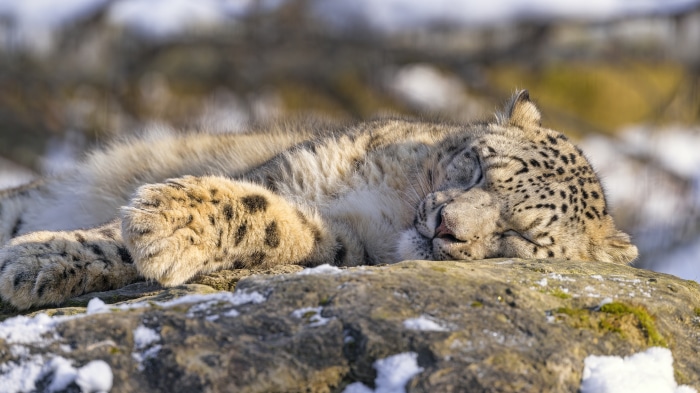 Snow Leopard Sleeping on Rock