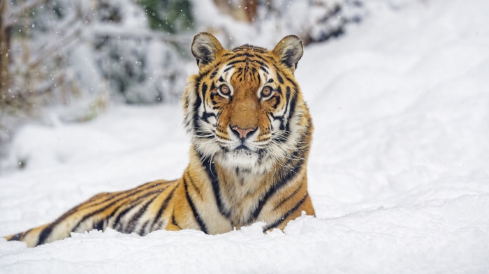 Tiger in the Snow 4K