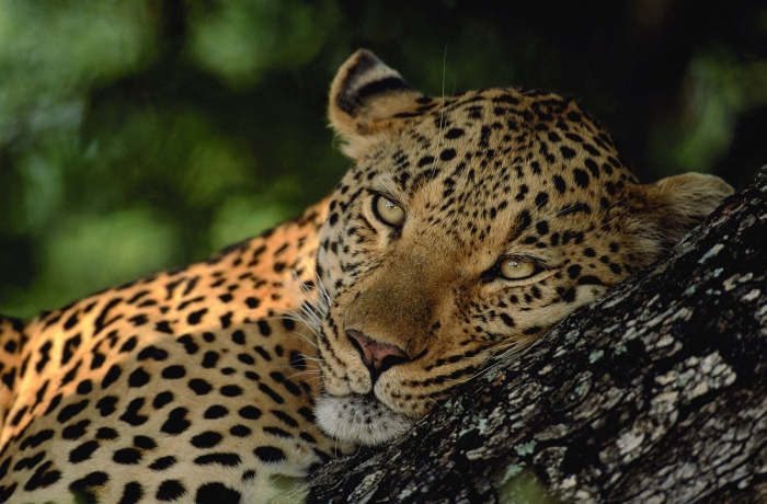 Leopard resting on a tree branch