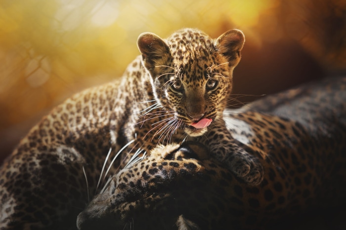 Leopard cub licking its nose on mother