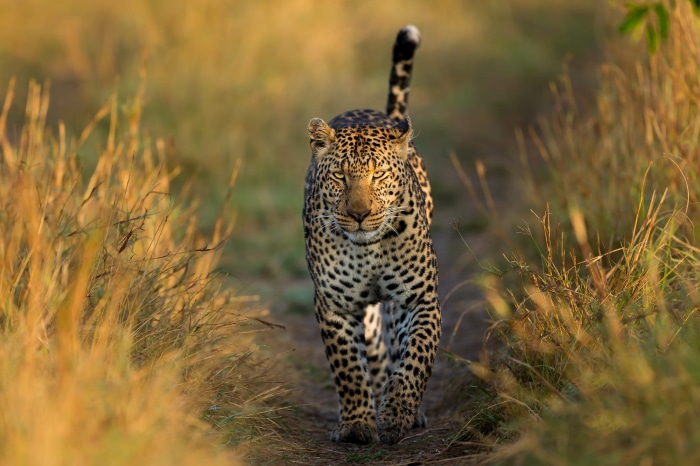 Leopard walking on a dirt path