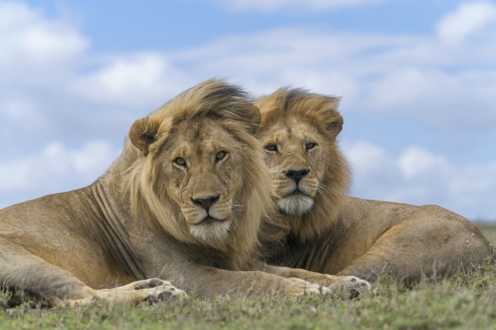 Two male lions resting on grassy field