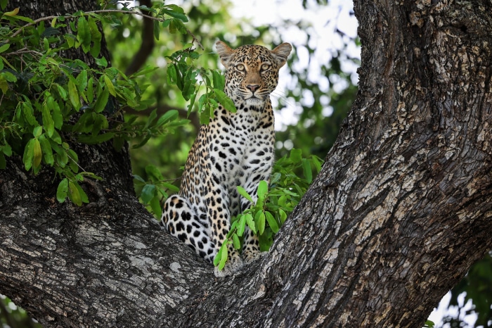 Leopard sitting on a tree branch