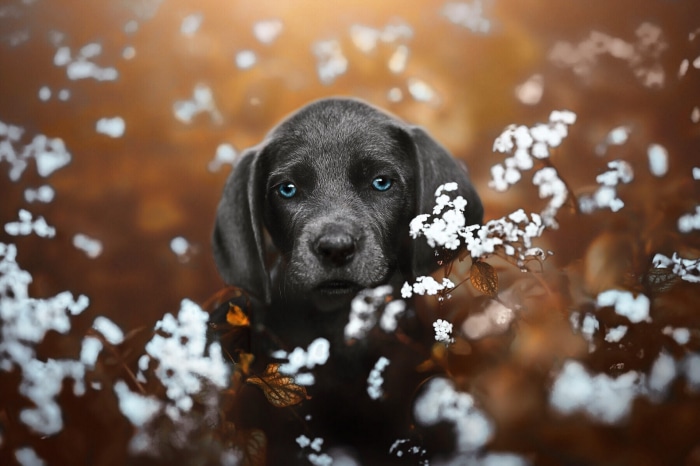 Weimaraner puppy with blue eyes in flowers
