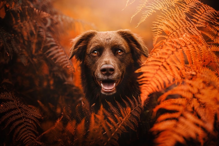 Brown dog in ferns
