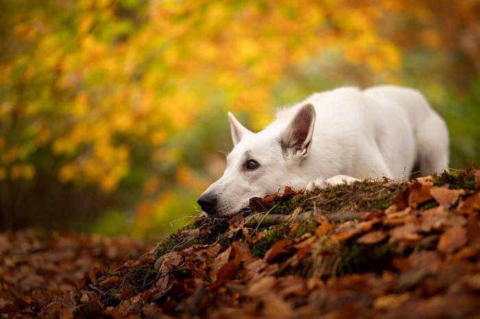 White Swiss Shepherd dog lying down in autumn forest