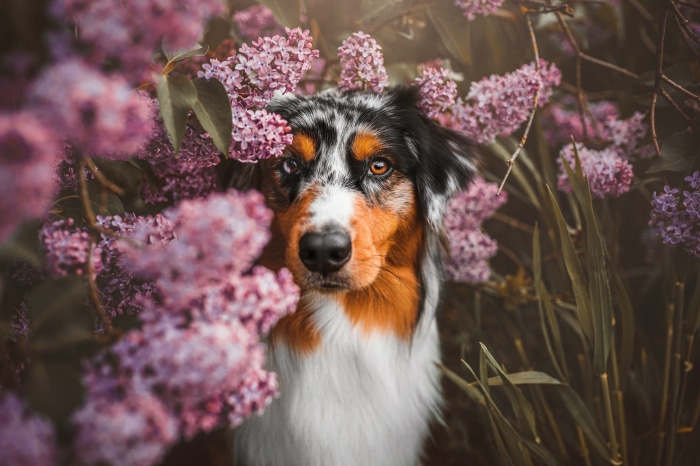 Australian Shepherd dog among lilac flowers
