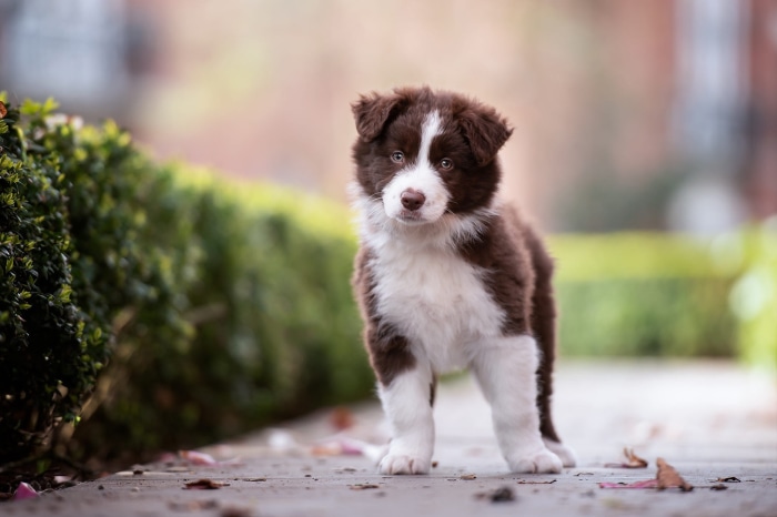 Brown and white Border Collie puppy standing outdoors