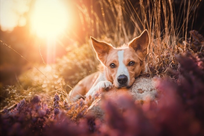 Dog lying down in a field at sunset