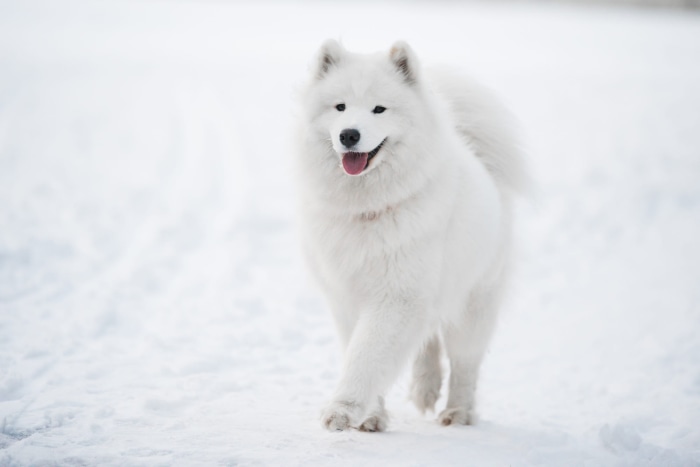 Samoyed dog walking in the snow