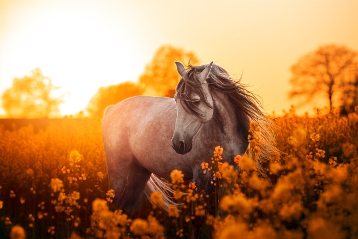 Horse in a field of yellow flowers at sunset