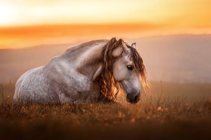 Horse lying in a field at sunset