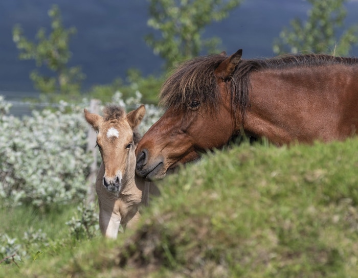 Brown horse and foal in a grassy field