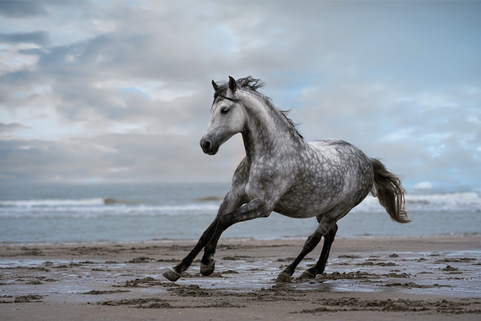 A dappled grey horse running on a beach