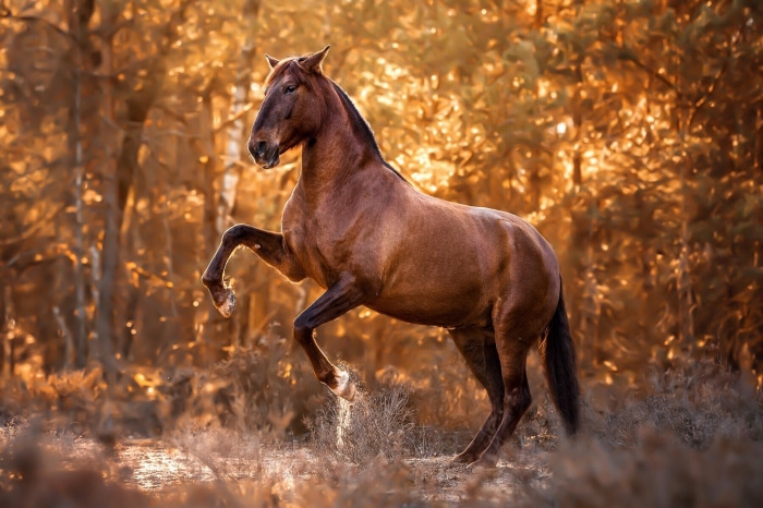 Brown horse rearing up in a forest