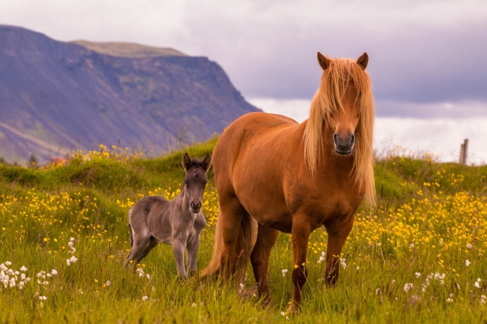 Mother and baby horse in a field of flowers