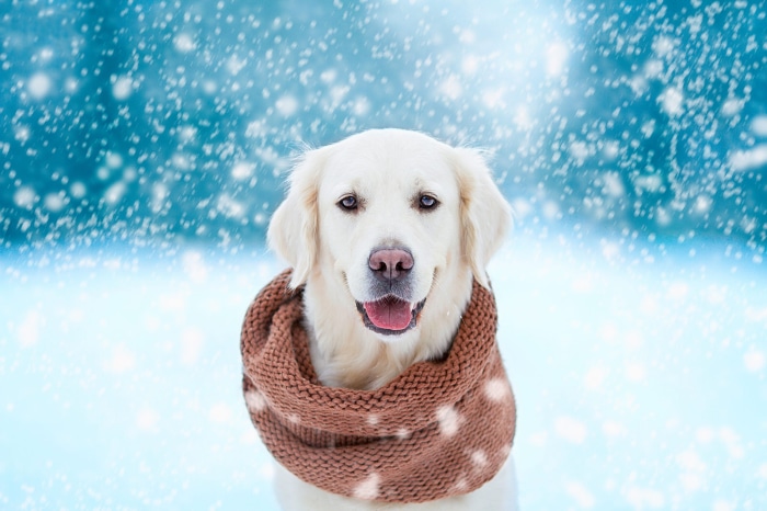 Golden Retriever wearing a scarf in the snow