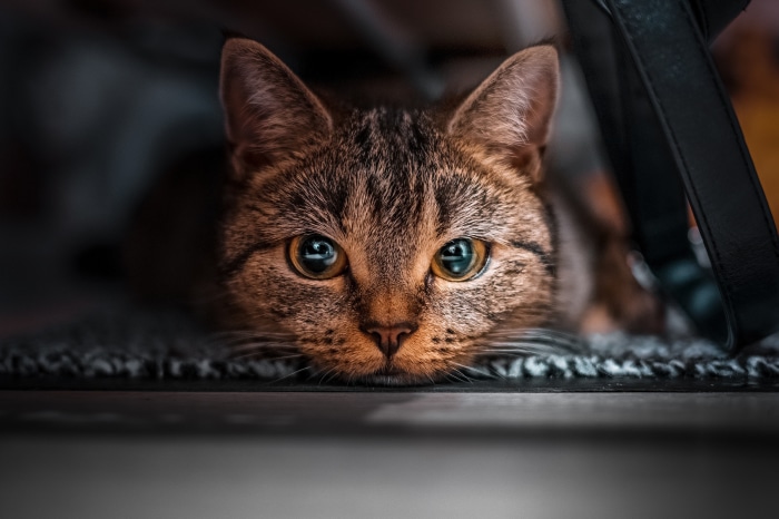 Close-up of a tabby cat's face