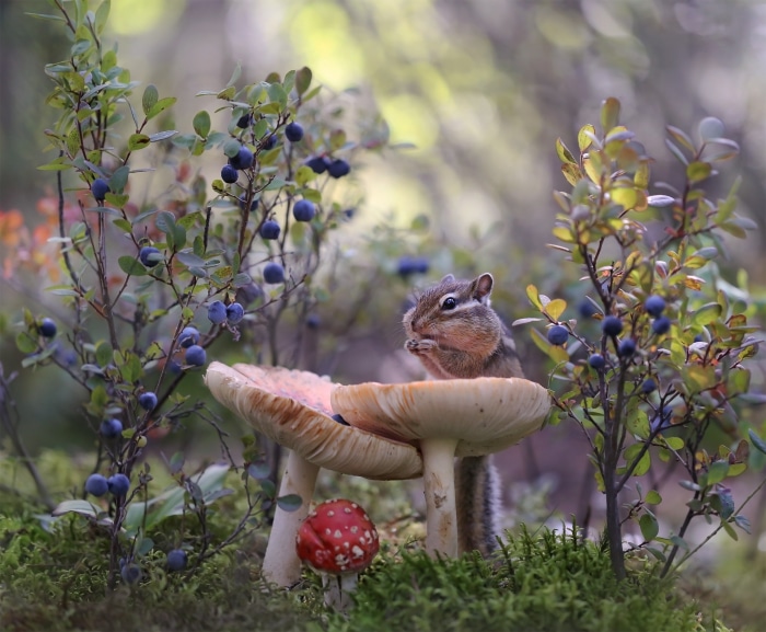 Chipmunk eating on a mushroom in a forest