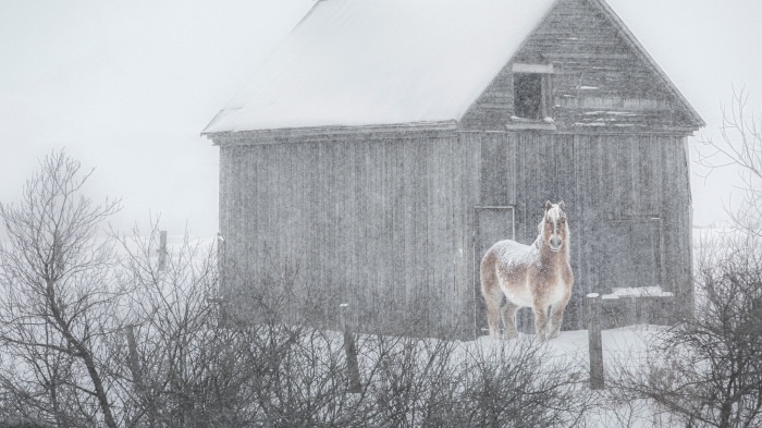 Horse in a snowy barn during snowfall