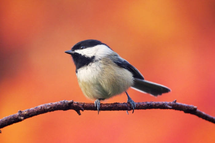 Black-capped Chickadee on a Branch