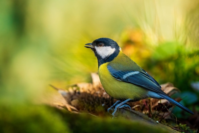 Great Titmouse bird on a branch