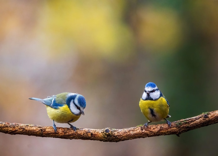 Two Blue Tits on a Branch