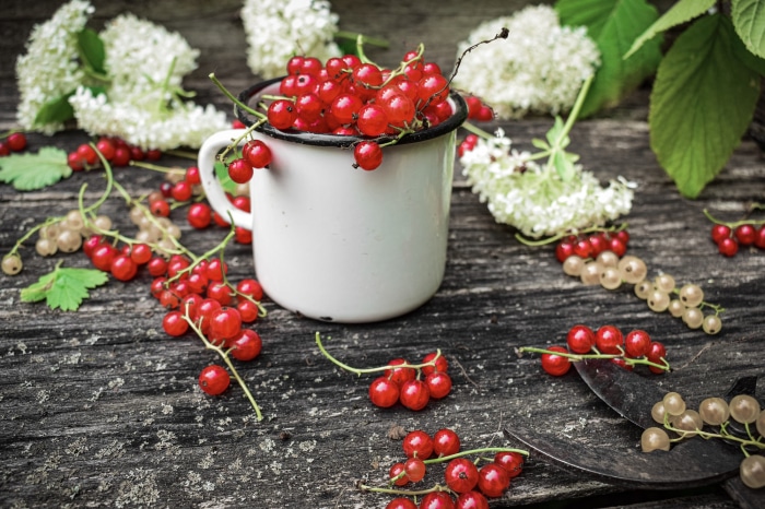 Red and White Currants in a Mug