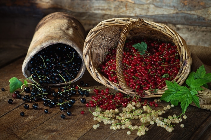 Still life of red, black, and white currants