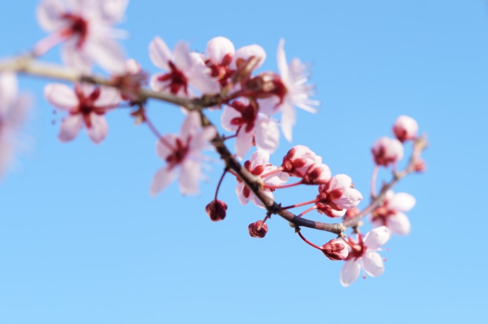 Pink Cherry Blossoms on Branch 4K