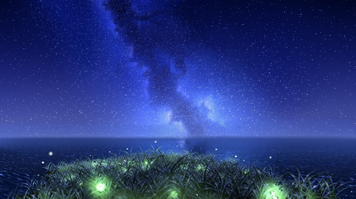 Night sky over ocean with glowing grass