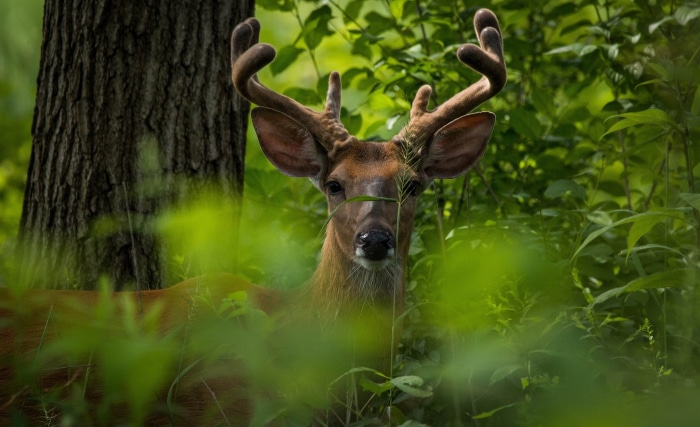 Deer with velvet antlers in a forest