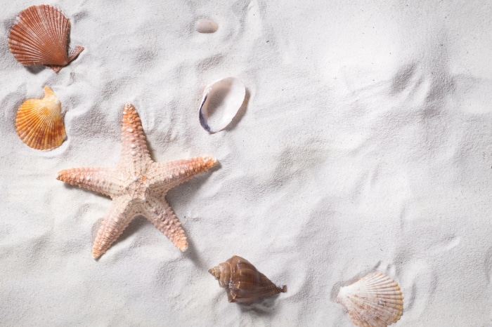 Starfish and shells on sand 4K