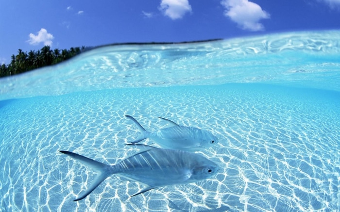 Two fish swimming in clear ocean water