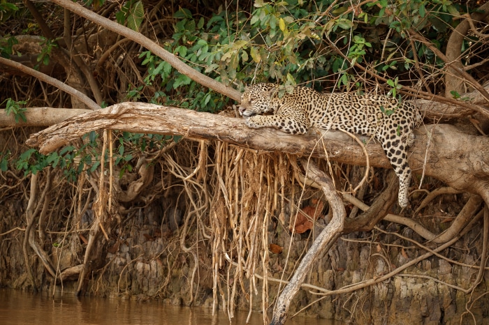 Jaguar on a tree branch