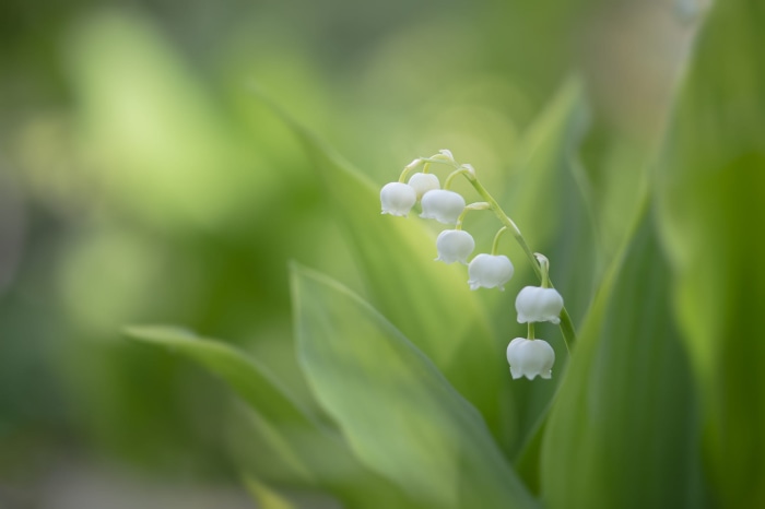 Lily of the Valley flowers