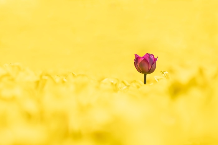 Pink Tulip in Yellow Field 4K