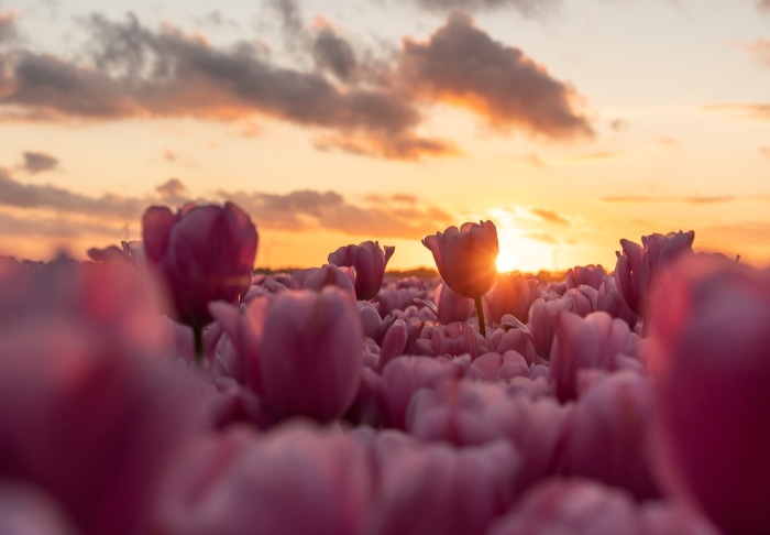 Pink Tulips Field at Sunset 4K