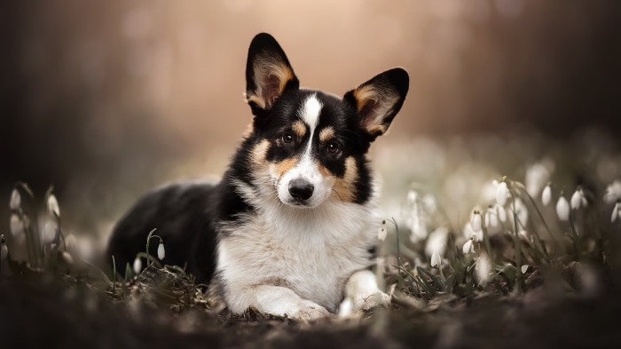 Tricolor Corgi Dog Resting Among Snowdrops