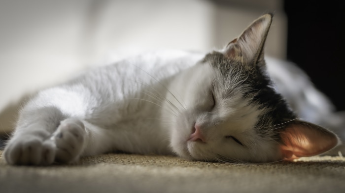 Cat Sleeping 4K