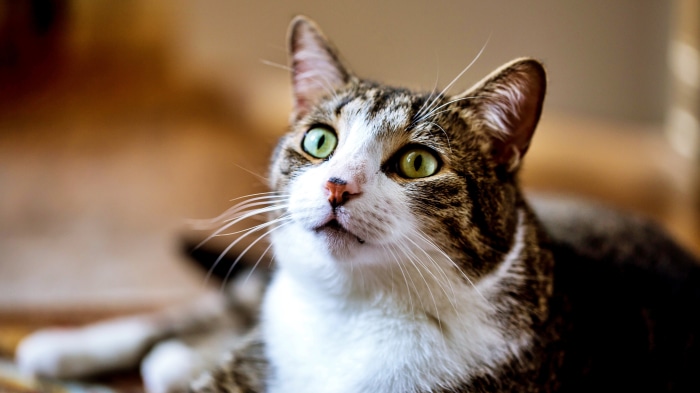 Tabby Cat with Green Eyes 4K