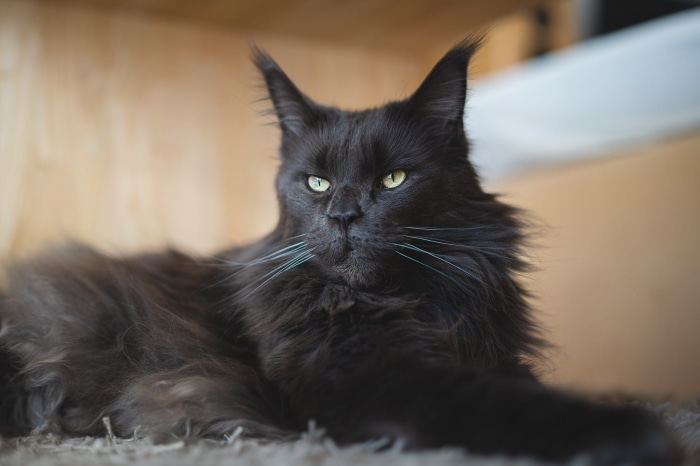 Black Maine Coon Cat
