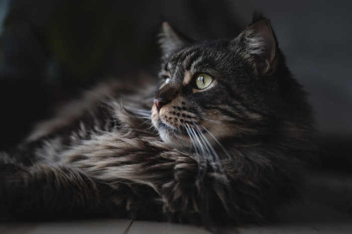 Close-up of a Maine Coon cat
