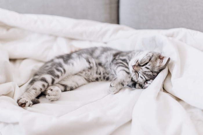 Tabby Cat Sleeping on White Blanket