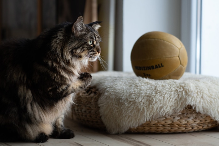 Maine Coon cat looking at a medicine ball