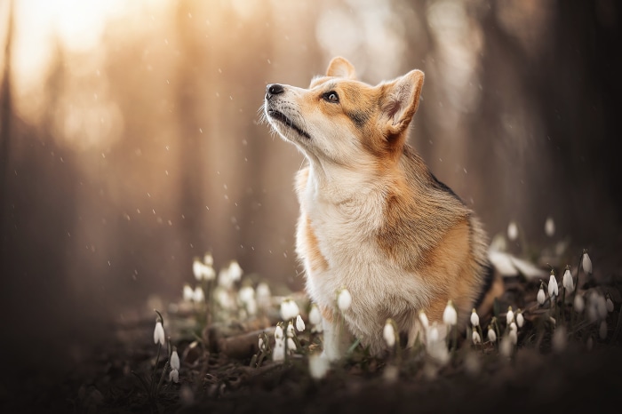Corgi dog in snowdrops