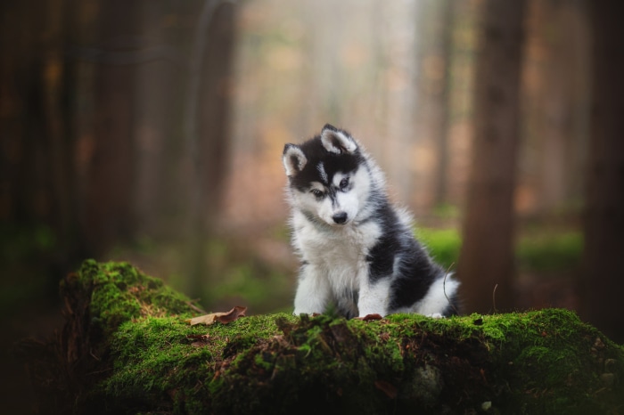 Adorable Baby Husky Puppy in Forest