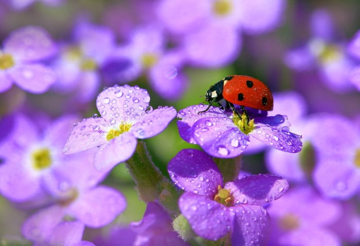Ladybug on a purple flower with water droplets