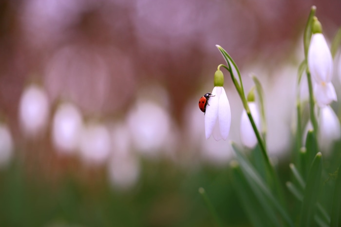 Ladybug on a Snowdrop Flower