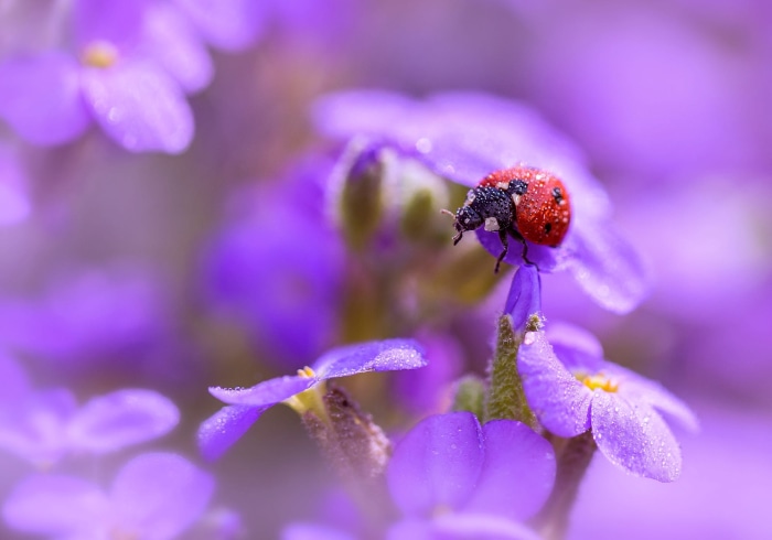 Ladybug on a purple flower with water droplets